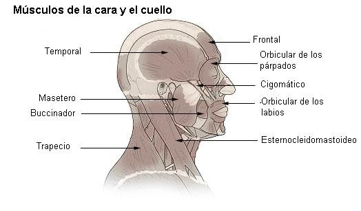 Científicos descubren una nueva parte del cuerpo humano