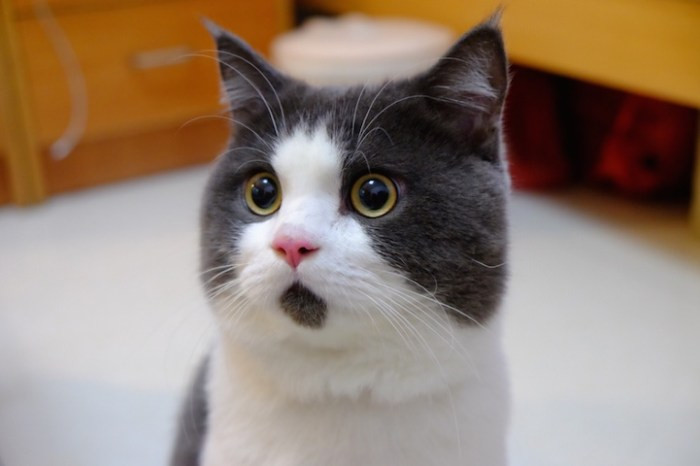 OMG cat 1