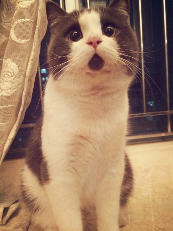 OMG cat 2