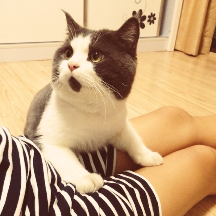 OMG cat 3