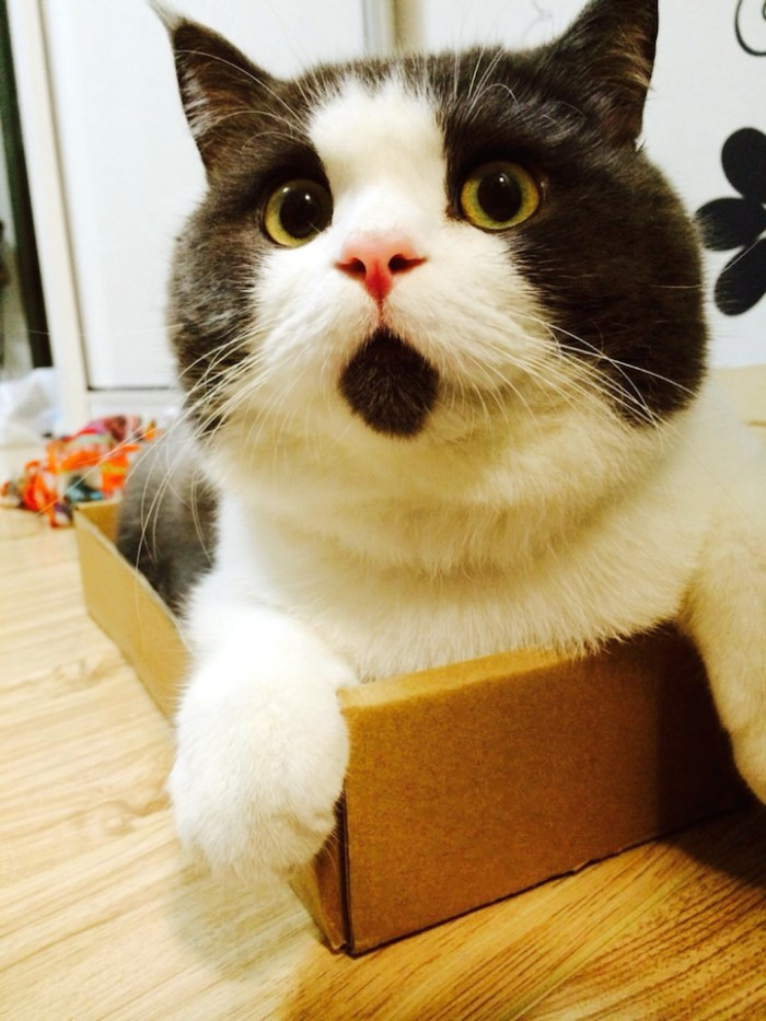 OMG cat 4