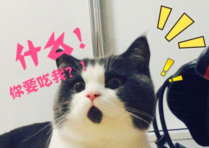 OMG cat 5