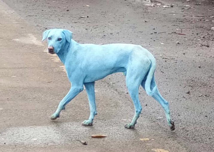 PerroAzul