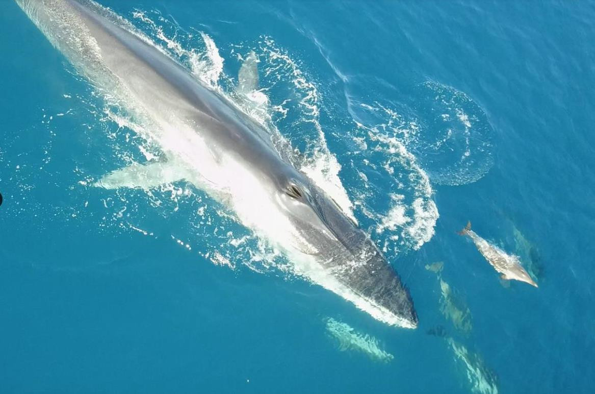 Ballenas 1