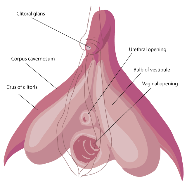 Clitoris
