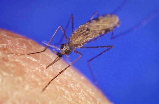 Farmacomalaria