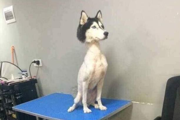 Husky 2