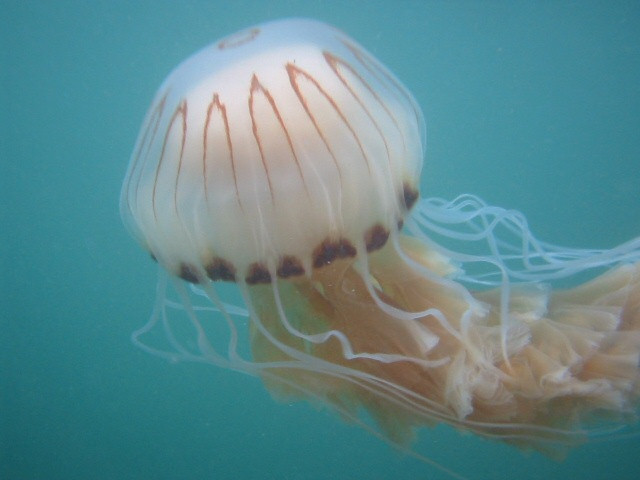 Medusa picadura