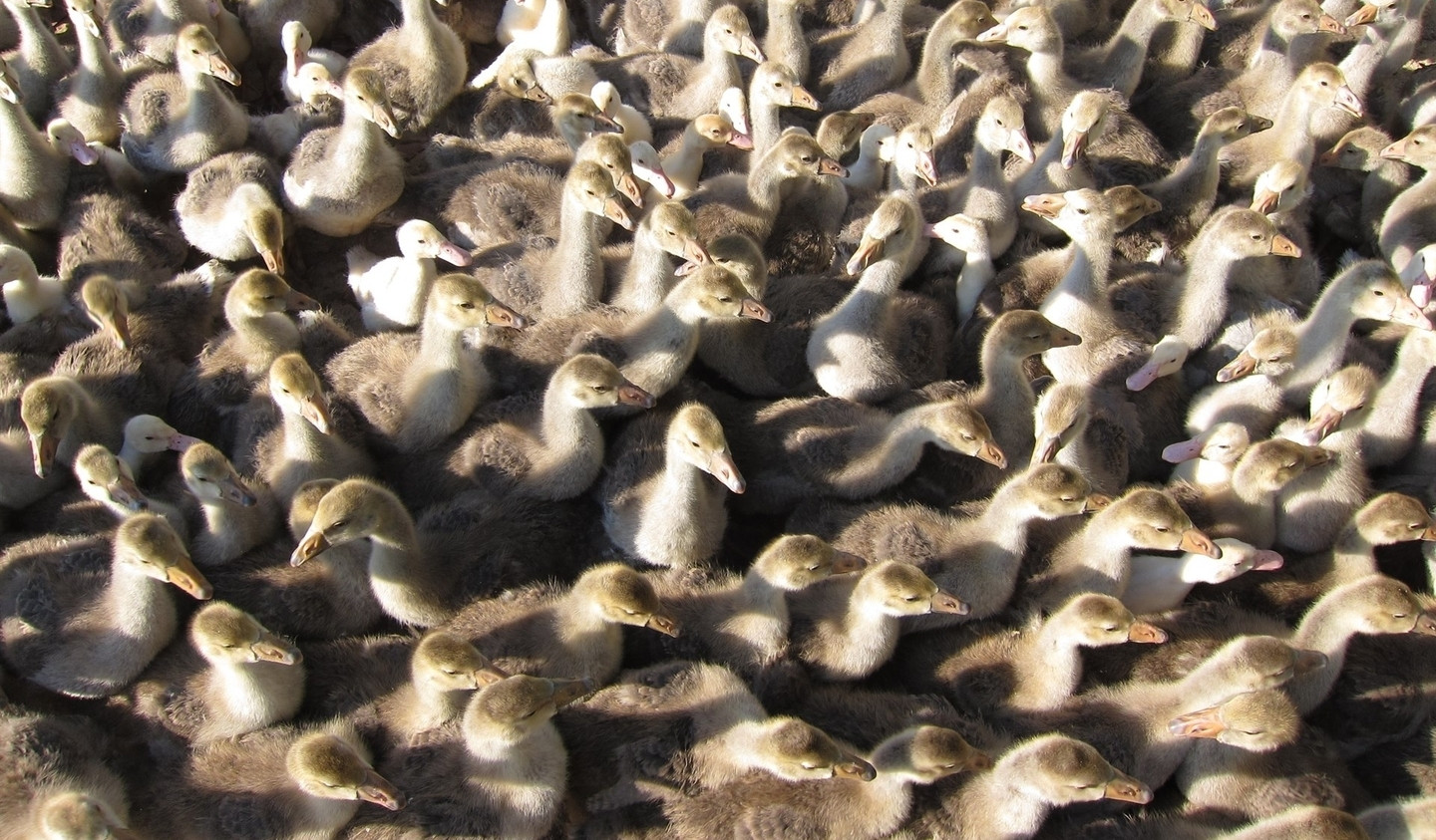 Patos