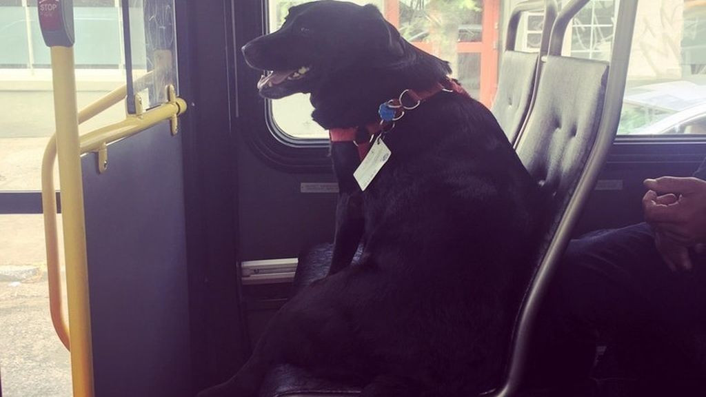 Perro