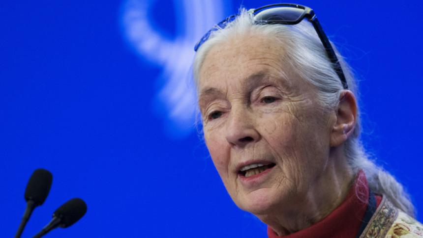 La primatóloga Jane Goodall, Premio Internacional Cataluña 2015