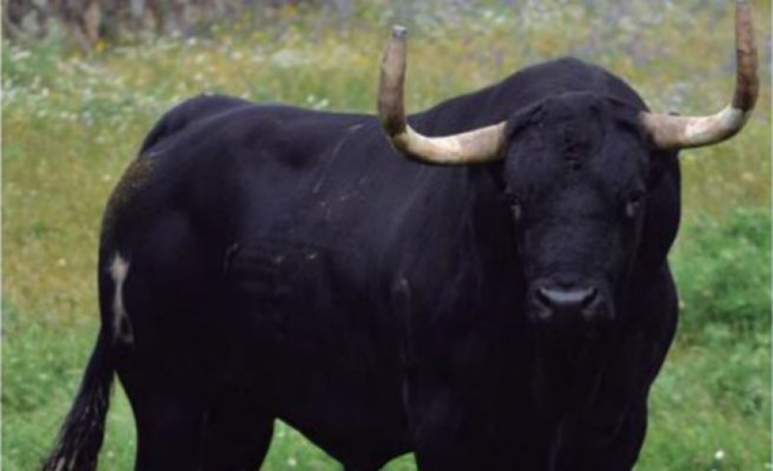 rompesuelas rompesuelas