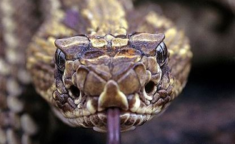 En coma por besar a una serpiente cascabel