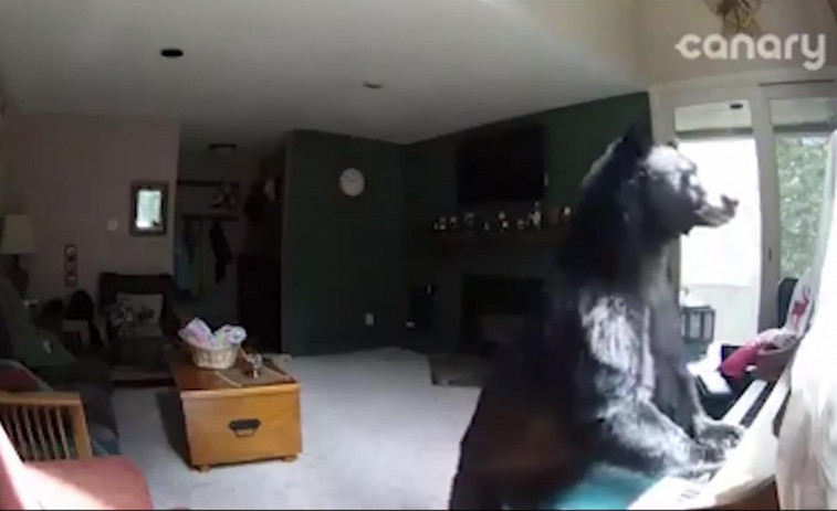 Un oso entra en una casa para tocar el piano y robar comida