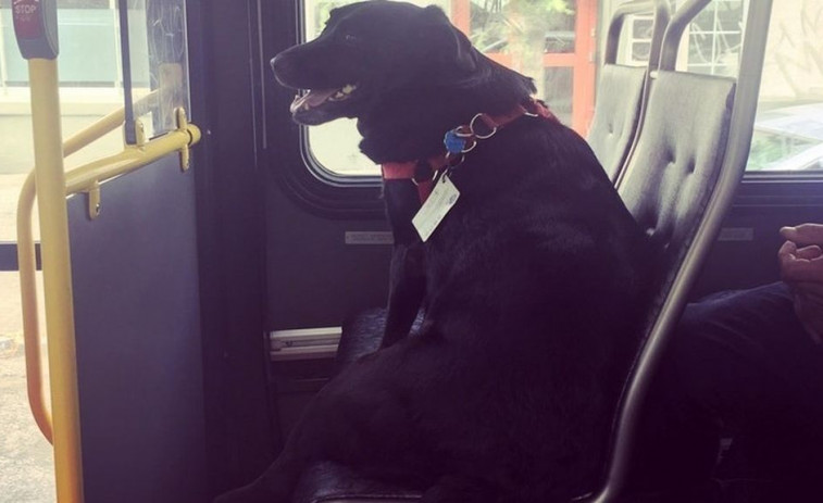 Eclipse: el perro coge el autobús a diario para ir al parque de canes