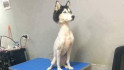 La fotografía de un husky sin pelo causa polémica en las redes sociales
