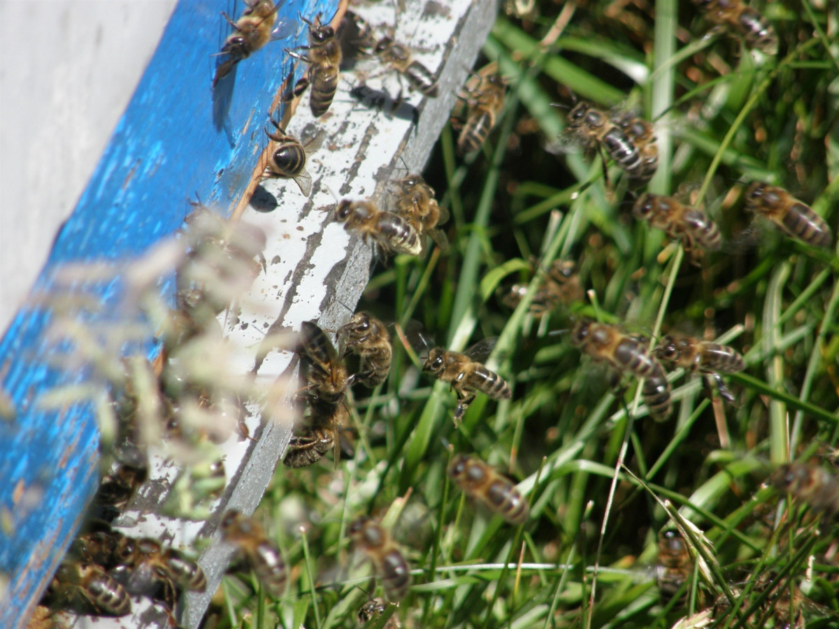 Abeja 1