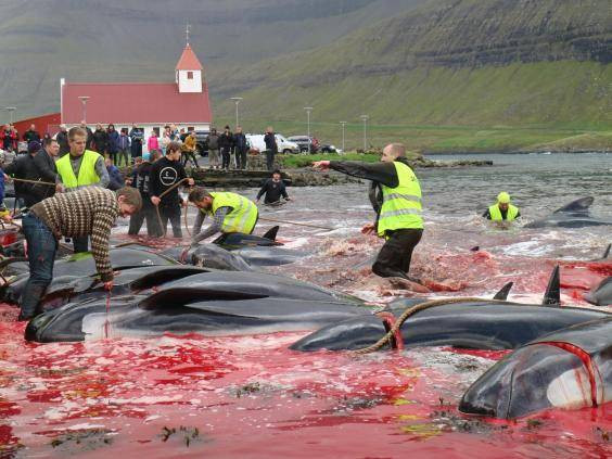 Matanza masiva de delfines y calderones en las Islas Feroe
