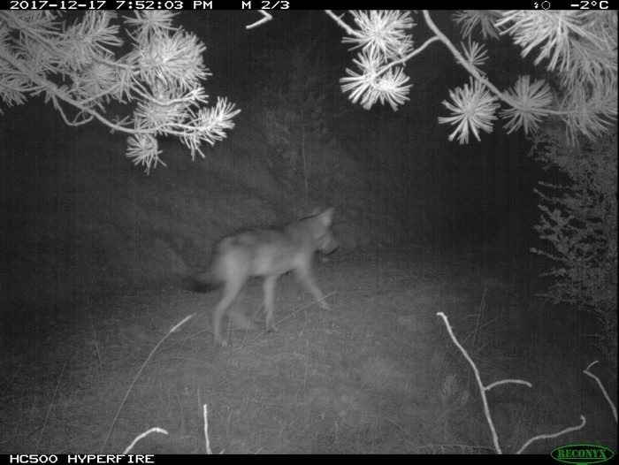 Detectan la presencia de un lobo en Port del Compte (Lleida)