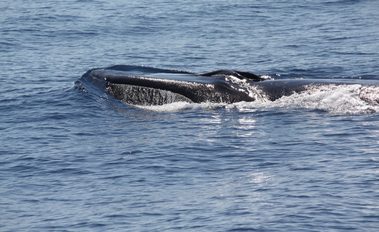 Avistan a dos ballenas en Cambrils (Tarragona)