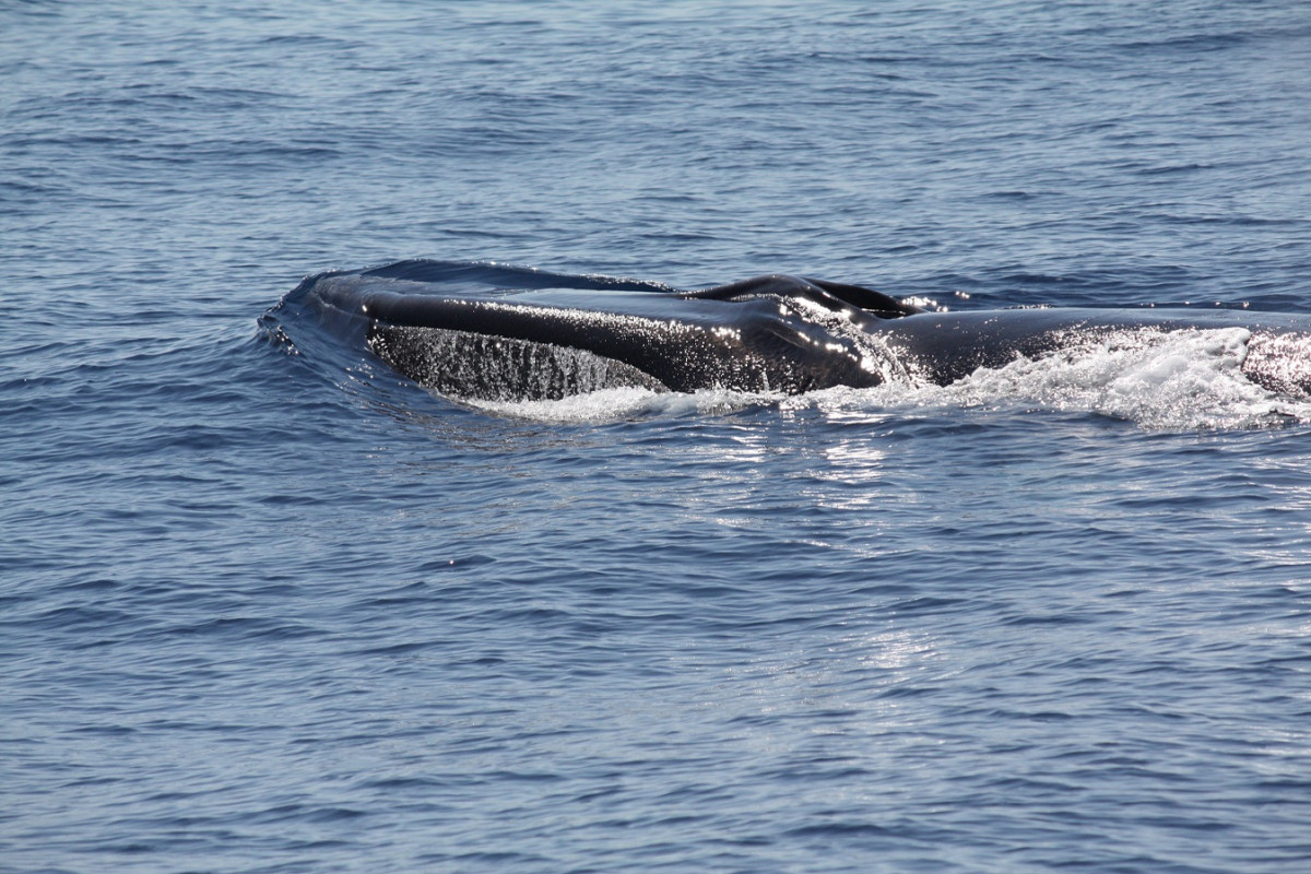 Ballenas