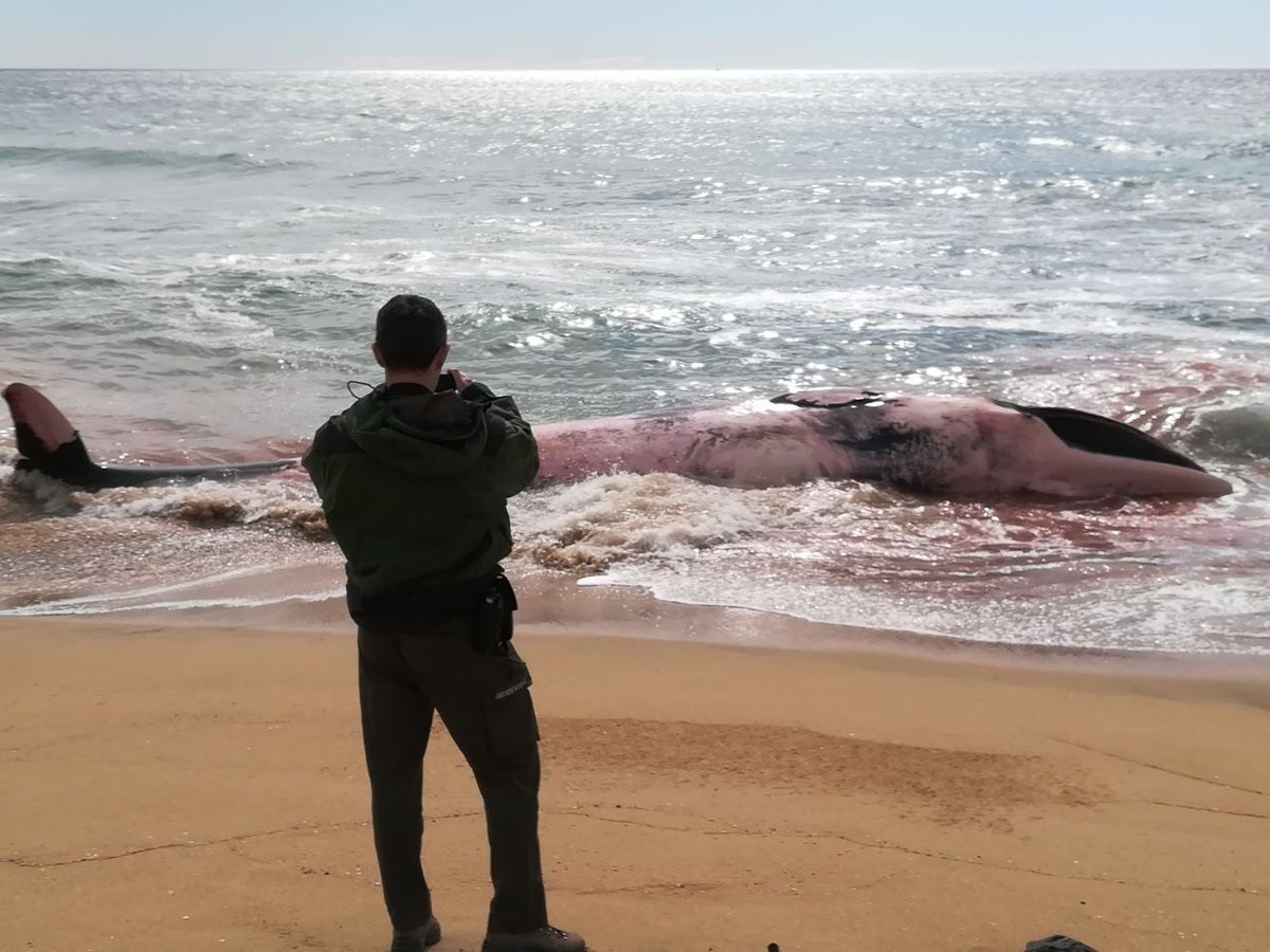 Ballena muerta playa catalana