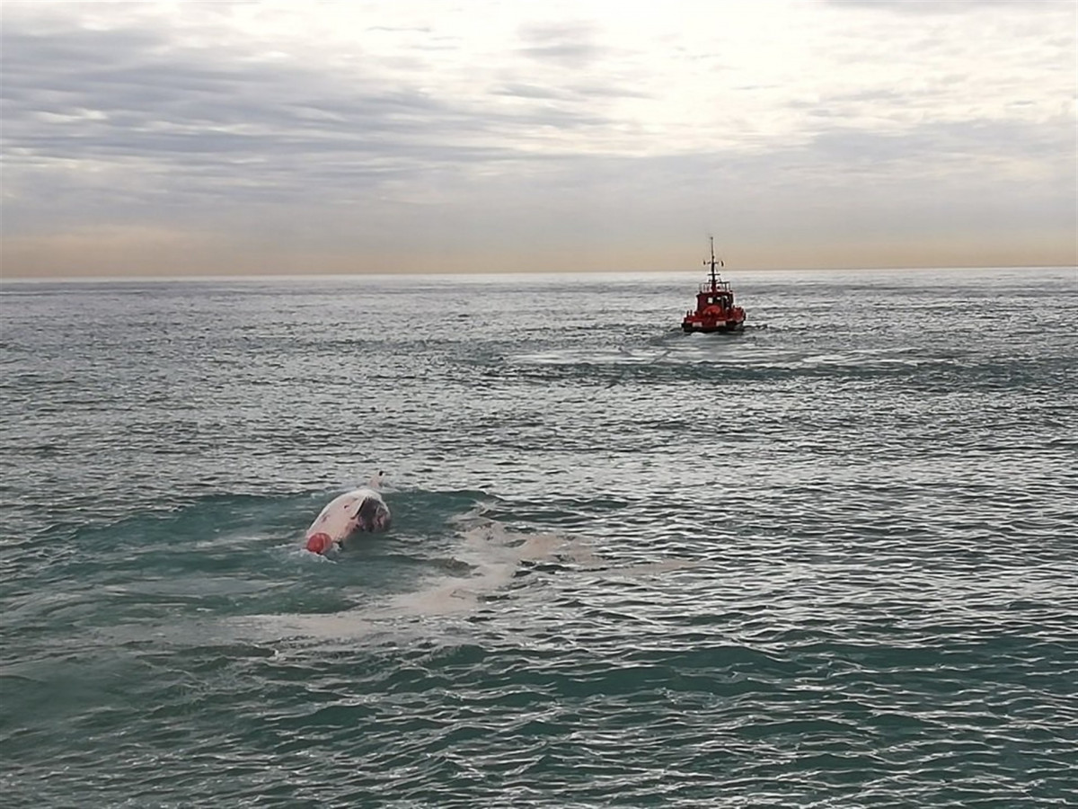 Evacuación de la ballena