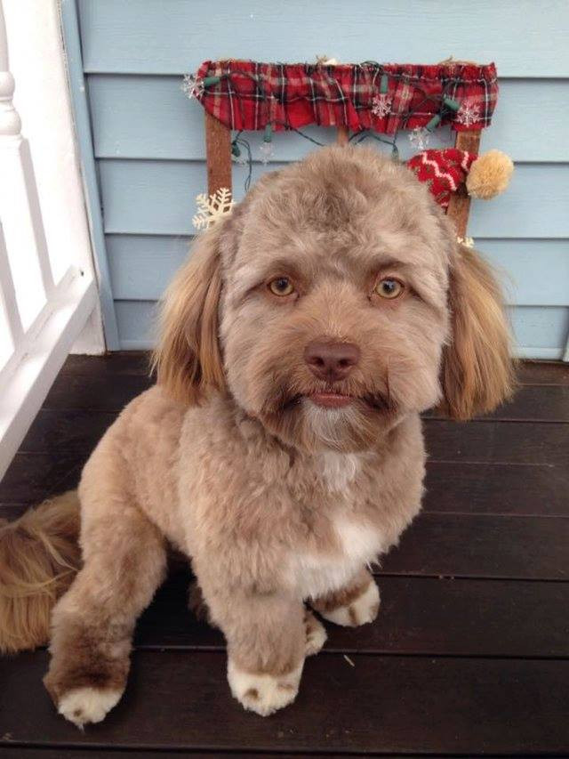 Yogui, perro con cara de persona 2