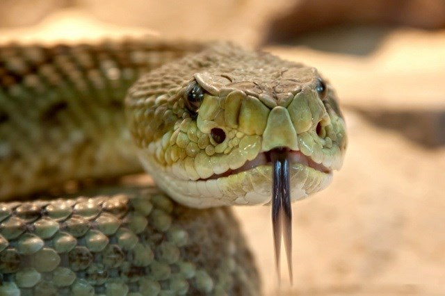 Serpiente upf