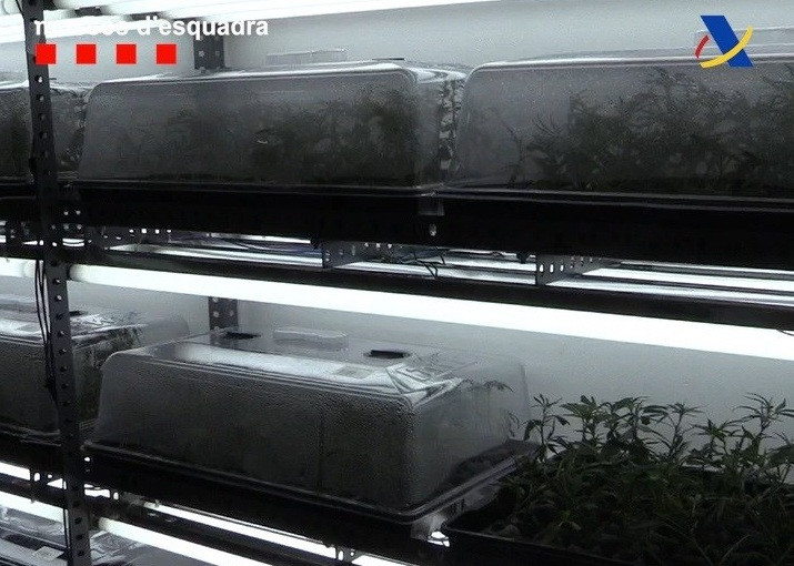 Desmantelada una organización con 26.000 plantas de marihuana en varios municipios catalanes