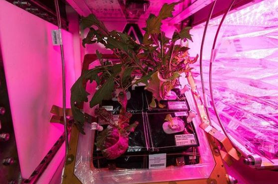 Plantas en el espacio