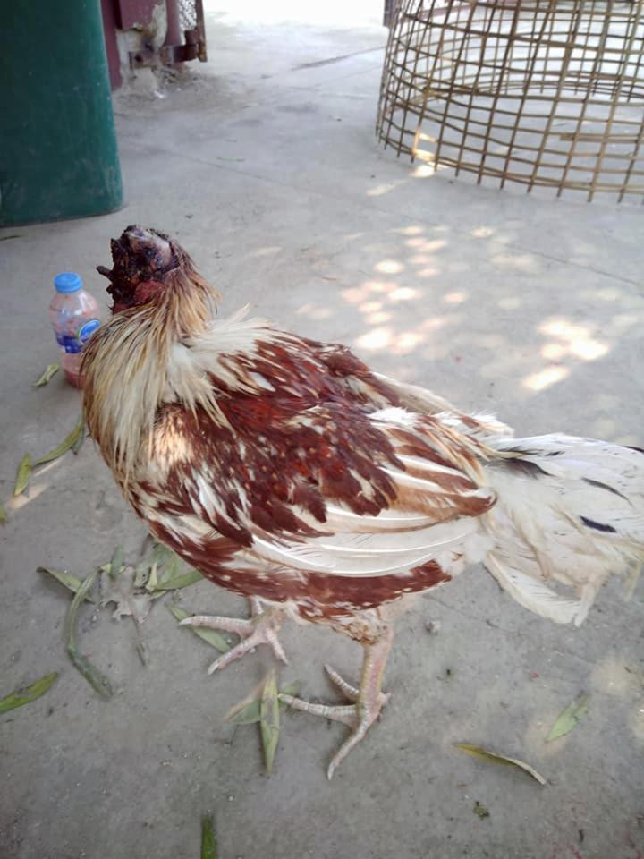 Gallo sin cabeza