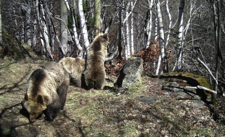​Nacen seis oseznos en el Pirineo catalán