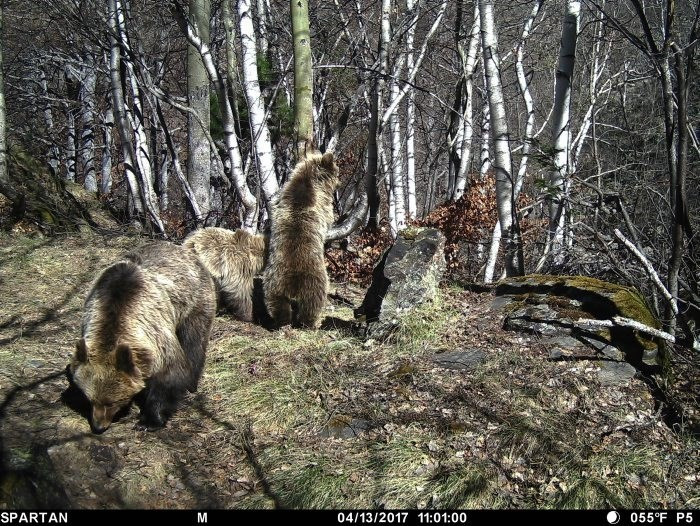 ​Nacen seis oseznos en el Pirineo catalán