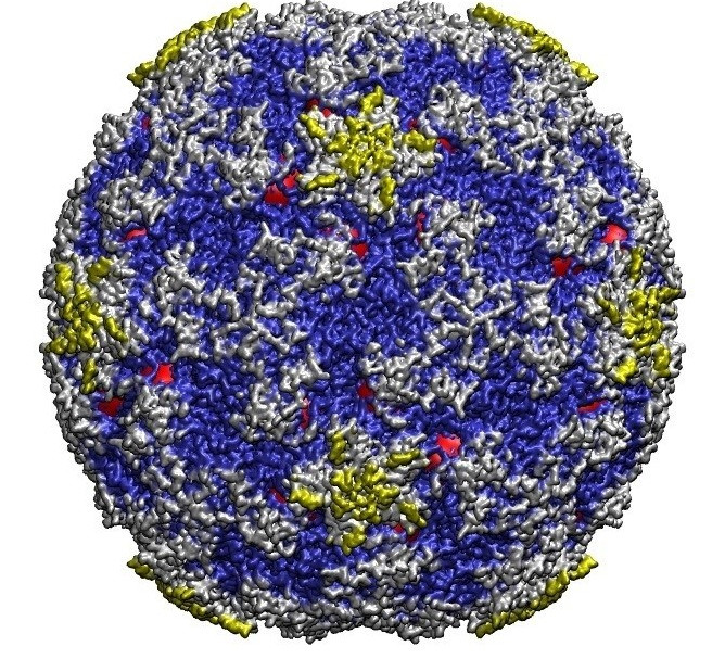 Uma investigación inhibir virus resfriado común