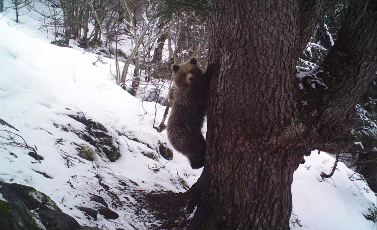 ​Los osos pardos del Pirineo despiertan de la hibernación