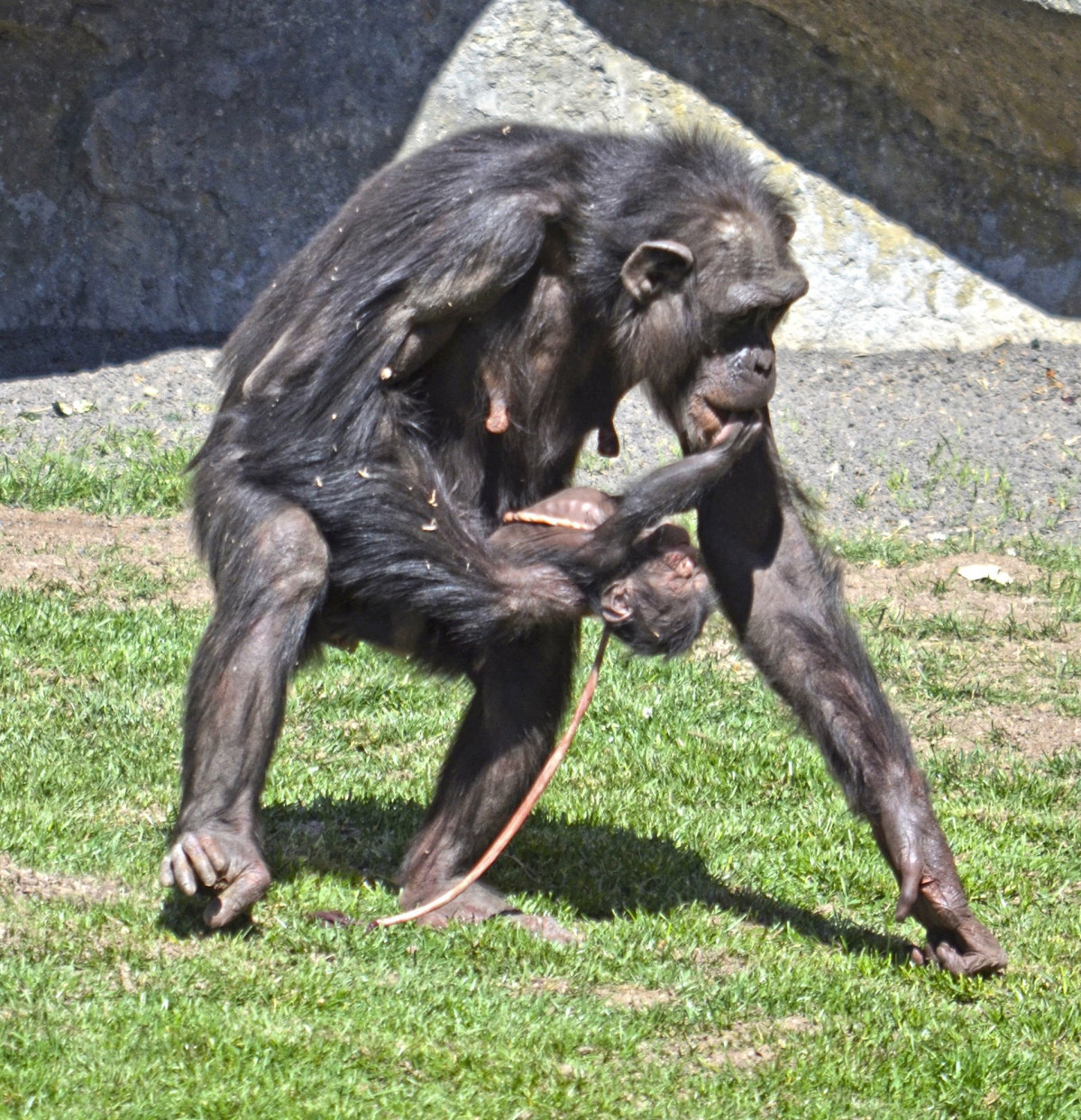Bioparc valencia chimpancé