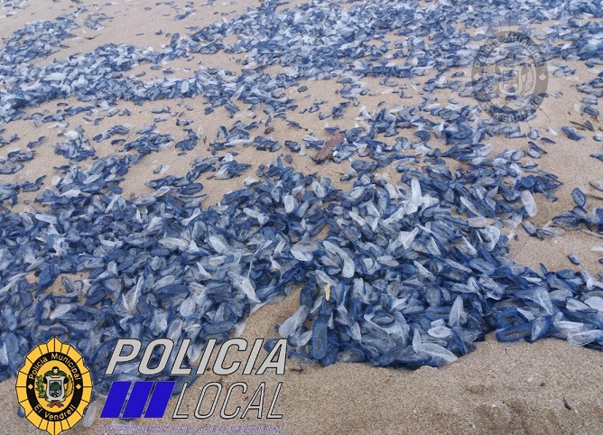 Medusas playas barcelona 30042018