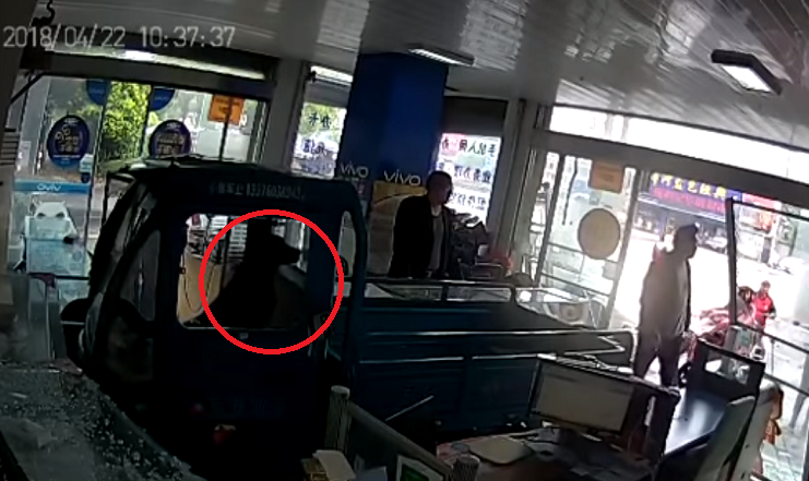 Perro se estrella contra tienda