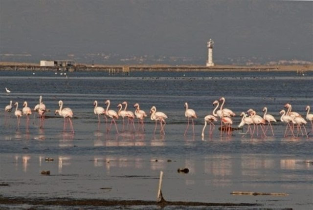 Flamencos delta ebro ep
