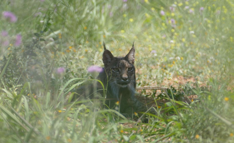 Capturan al lince ibérico que apareció en Barcelona