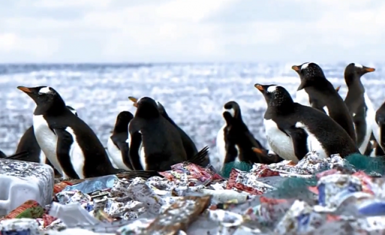 Tragedia en las costas de Sudáfrica: los pingüinos africanos luchan por sobrevivir por falta de alimento