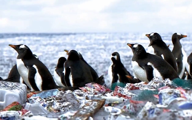 Pingüinos en un isla de plástico