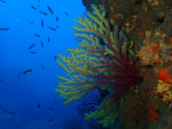 ​El cambio climático mata el 30% de gorgonia roja en parques naturales marinos catalanes