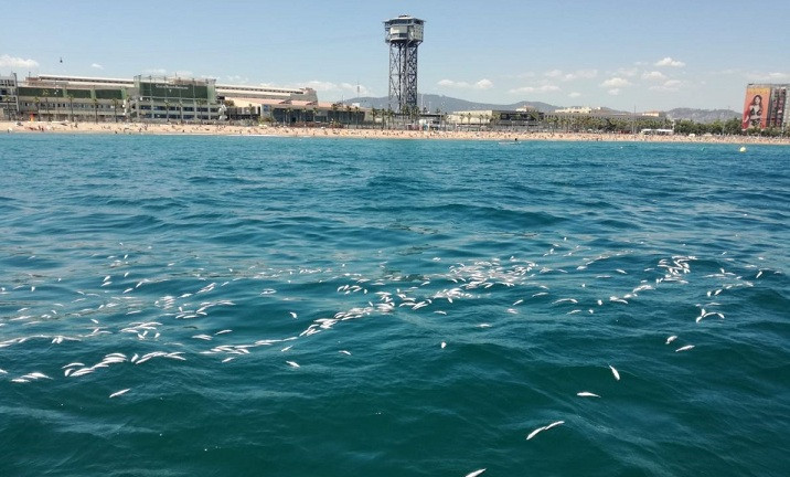 Barceloneta peces muertos 27062018