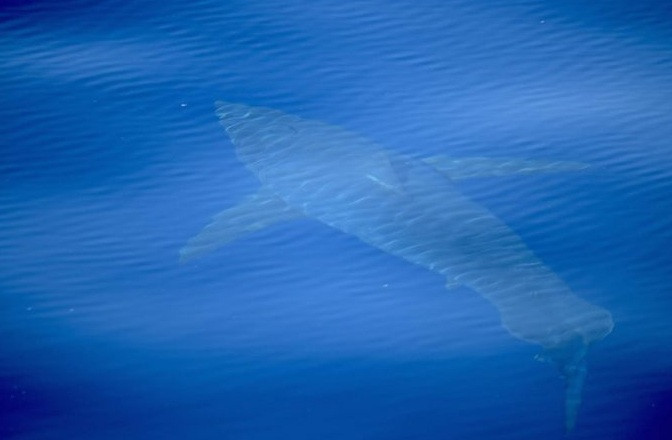 Tiburón blanco baleares 29062018