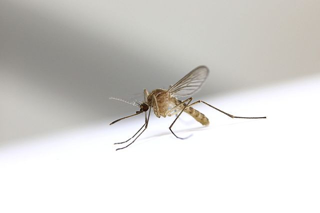 640px Culex pipiens pallens %28famale%29 by Japanese