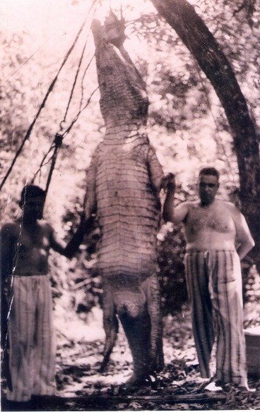 Caimán gigante