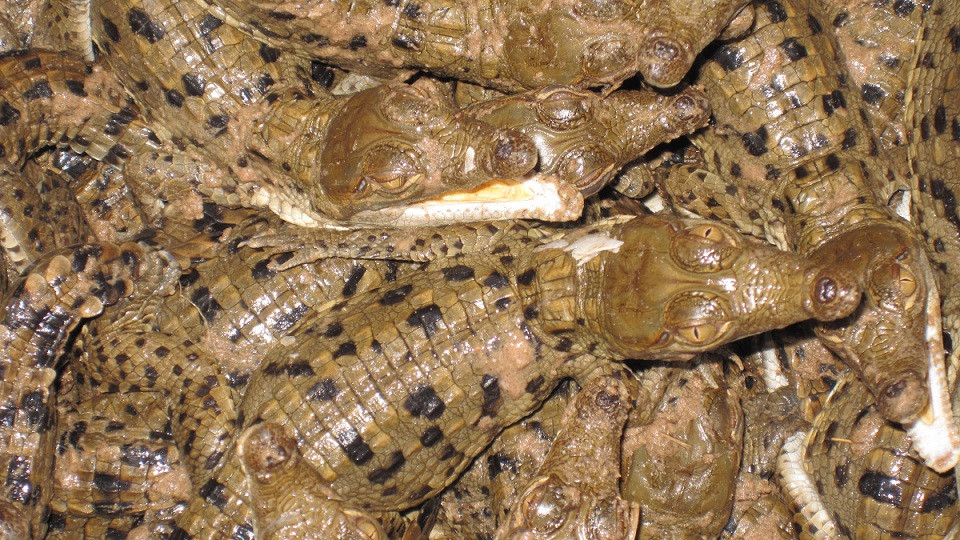 Cria de caimanes