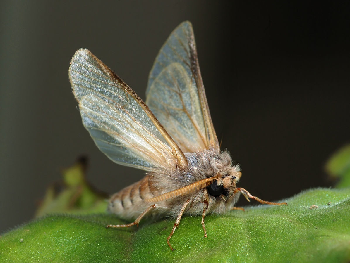 Una polilla